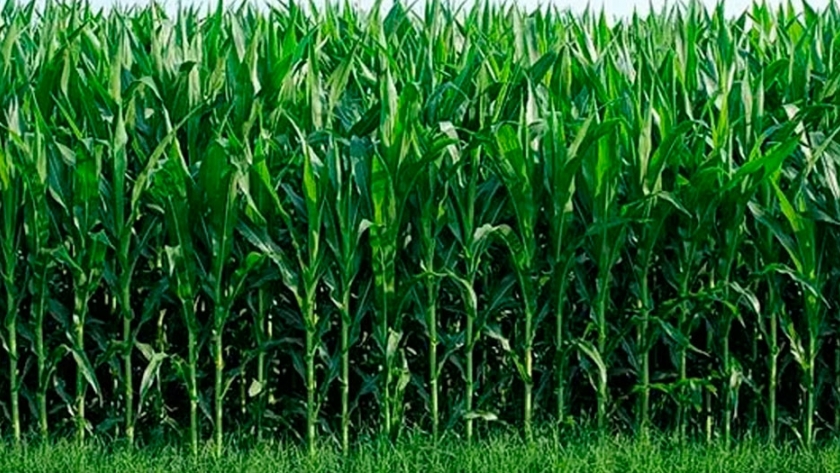 Caña de azúcar, cuidados para reducir pérdidas
