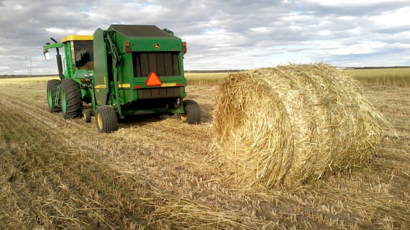 Análisis de modelos ganaderos de cría - recría bovina en Bahía Blanca. Sudoeste Bonaerense (Argentina)
