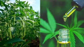 Cannabis medicinal y cáñamo industrial, los cultivos sobre los que se proyectan ingresos por U$S 550 millones anuales