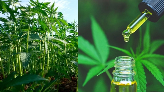 <Cannabis medicinal y cáñamo industrial, los cultivos sobre los que se proyectan ingresos por U$S 550 millones anuales