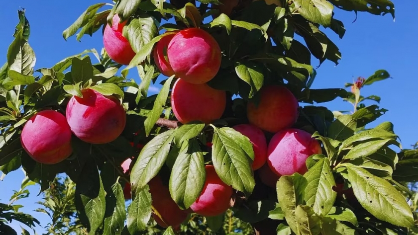 Ciruelas mendocinas: un récord de cosecha que impulsa la economía y conquista mercados globales