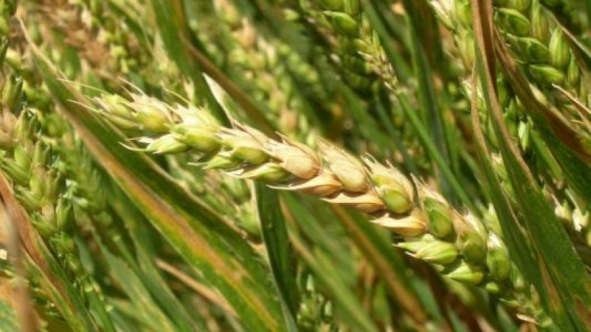 Comportamiento de variedades de trigo evaluadas a Fusariosis de la espiga con infección artificial y registros de royas