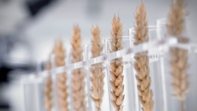 A la defensiva: exportadores de trigo exigen la indicación “libre de HB4” en boletos de compraventa