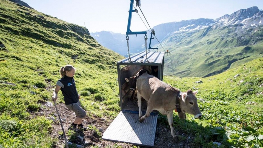 Suiza: transportan vacas en telecabina
