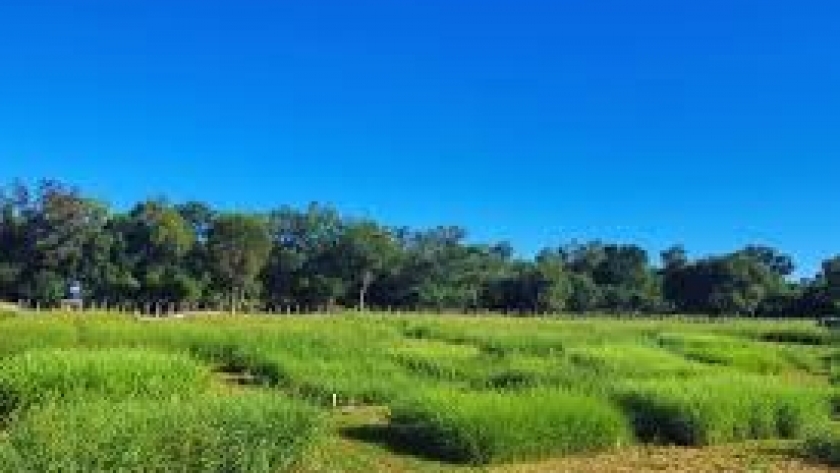 Ganadería en el norte argentino: el INTA identifica gramíneas clave para mejorar la productividad en zonas áridas