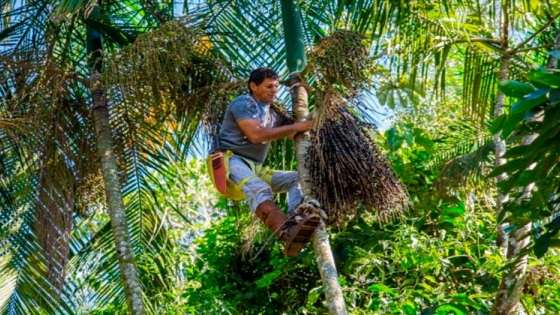 <Açaí misionero: la producción sustentable de frutos de palmito gana terreno en Andresito