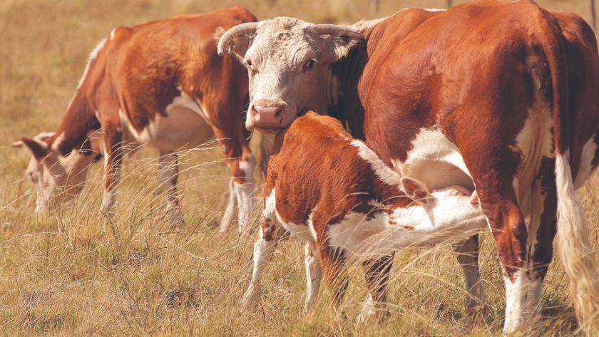 Claves para ajustar el manejo sanitario y nutricional en prepartos bovinos