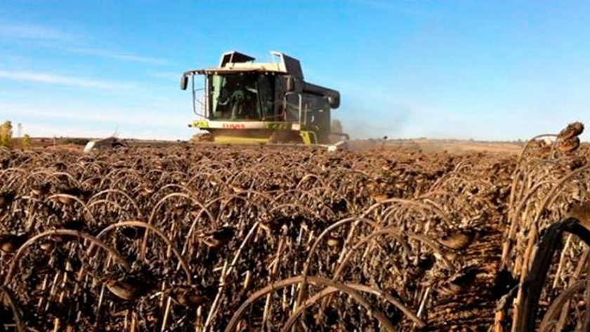 La cosecha de girasol argentina alcanzó el mejor rinde de las últimas 20 campañas