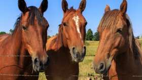 Importación de equinos: Continúan los controles específicos para rinoneumonitis