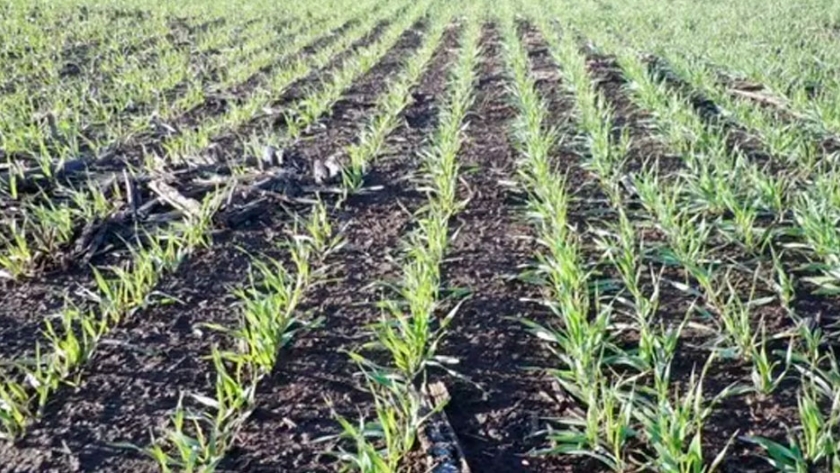 ¿Cuál es el rol de la tecnología en trigo? La aplicación de urea aumentó un 78 % en 5 años