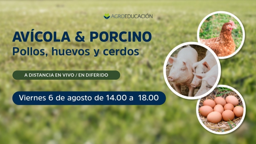 Nuevo curso avícola y porcino: pollos, huevos y porcinos