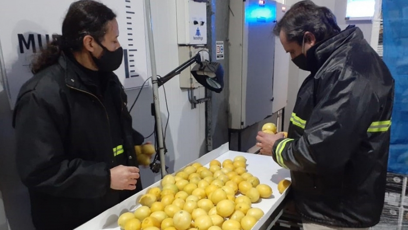 Por primera vez en la historia Argentina exporta limones a China