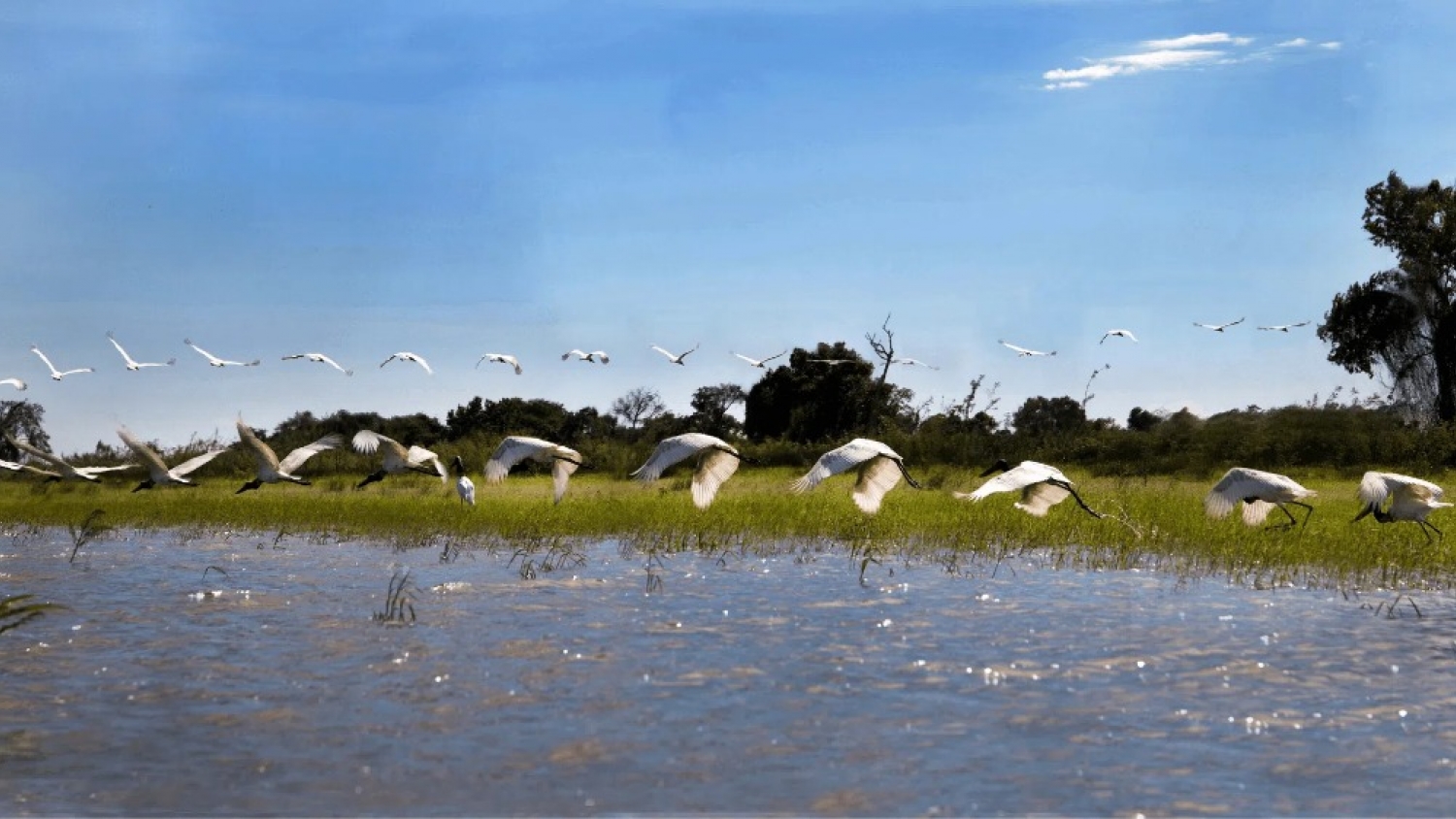 Laguna Oca en Formosa: por qué es un santuario UNESCO