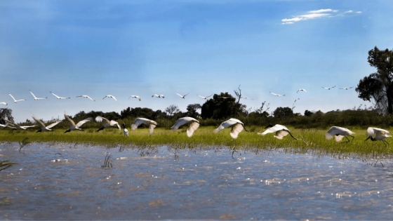 Laguna Oca en Formosa: por qué es un santuario UNESCO