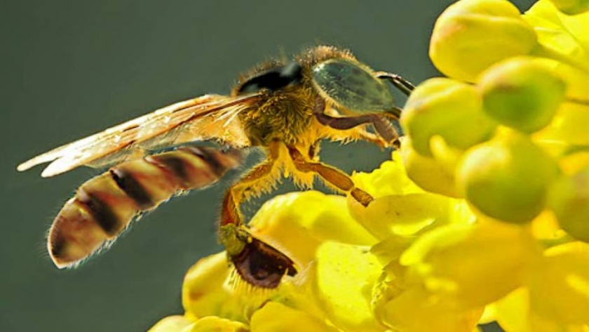 Meliponinas: las abejas nativas sin aguijón que curan, alimentan y conservan el medio ambiente