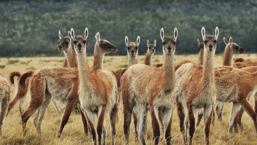 Iba por una ruta de la Patagonia, vio a los guanacos en la nieve y filmó un video glorioso Diego Cabanas manejaba rumbo a un campo por la Ruta Nacional 26 en Chubut cuando lo sorprendió la manada que corría en la meseta nevada.