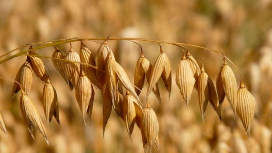La cosecha mundial de cereales secundarios caerá un 0,28% esta campaña