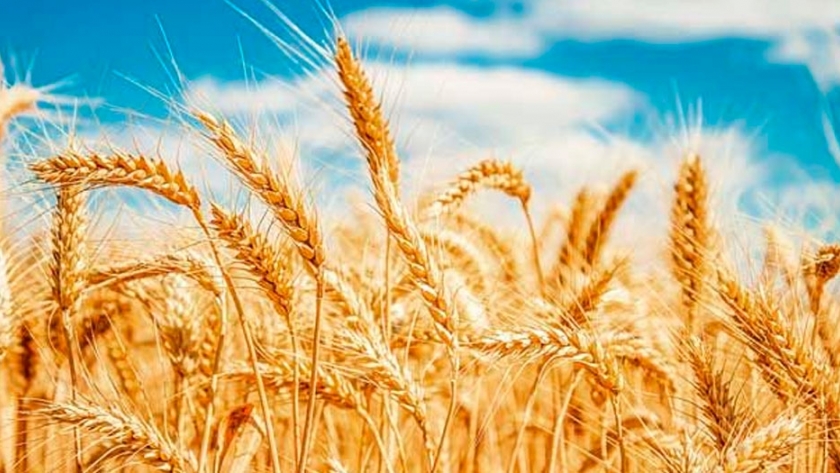 Con promotores de crecimiento, el trigo rinde un 13% más