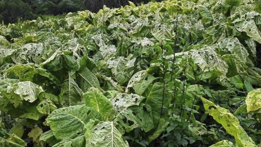 Resarcirán con $30 millones a tabacaleros afectados por siniestros climáticos