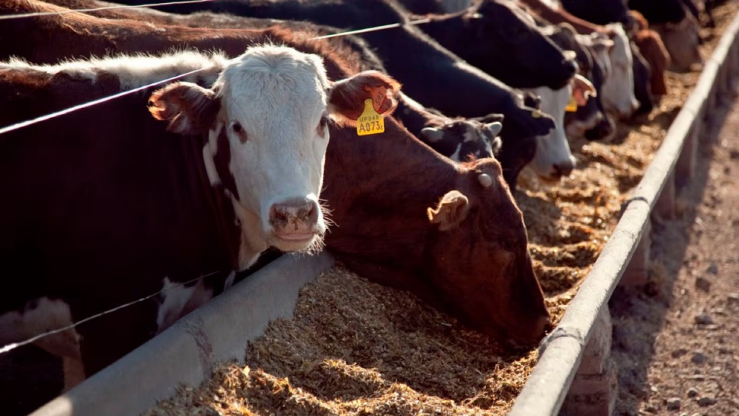 Los feedlots alcanzan un récord histórico y el mercado analiza si habrá impacto en el precio de la carne
