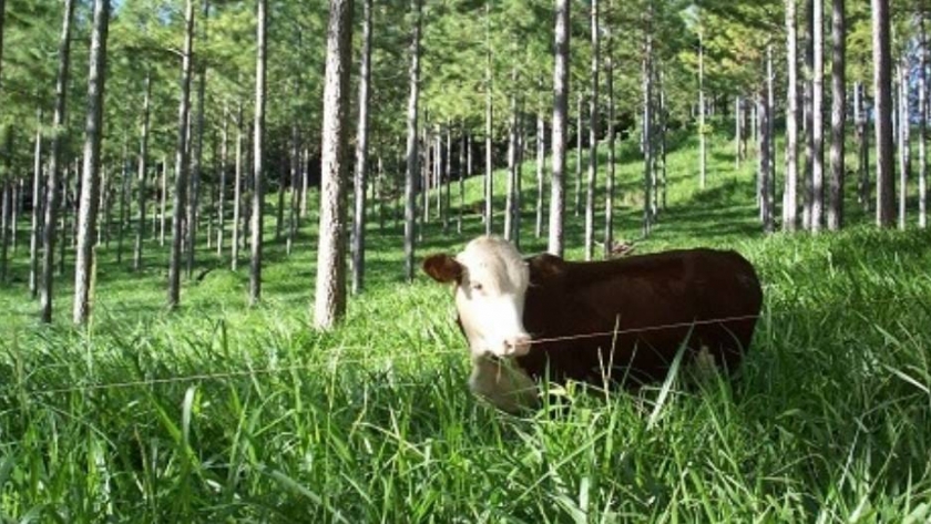 Los forrajes del Paraná: cuando ganadería y forestación potencian los rendimientos