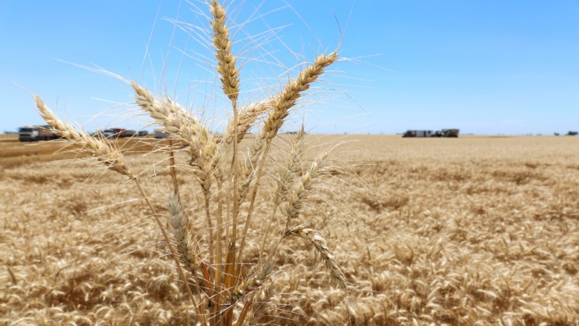 Se prevén condiciones climáticas alentadoras para la siembra del trigo