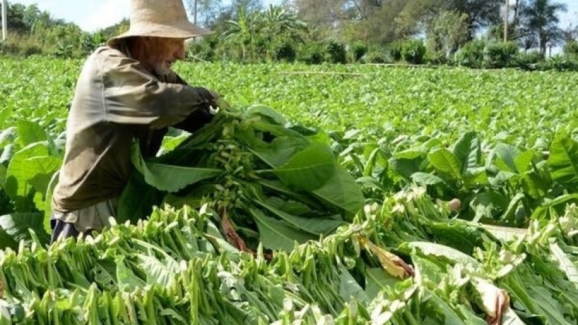 Bioinsumos: recuperan plantaciones de tabaco dañadas por el granizo