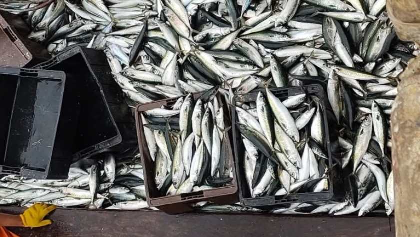 Caballa, después de un buen inicio, ahora cuesta identificar concentraciones