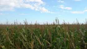 Efecto sequía: el atraso de siembra de maíz es el más grande de los últimos 20 años