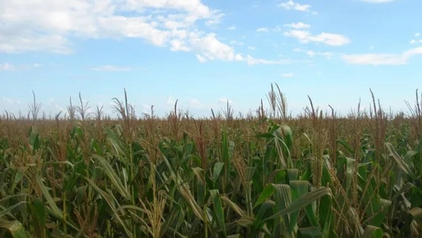 Efecto sequía: el atraso de siembra de maíz es el más grande de los últimos 20 años
