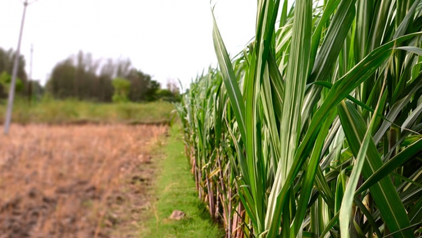 Investigadores descubren fases en el desarrollo de la caña de azúcar