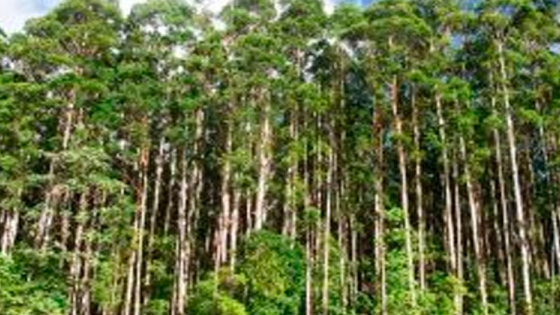 Agricultura entregó más de 287 millones de pesos al sector forestal en 2020