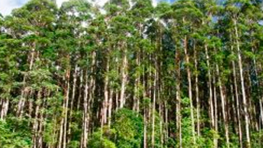 Agricultura entregó más de 287 millones de pesos al sector forestal en 2020