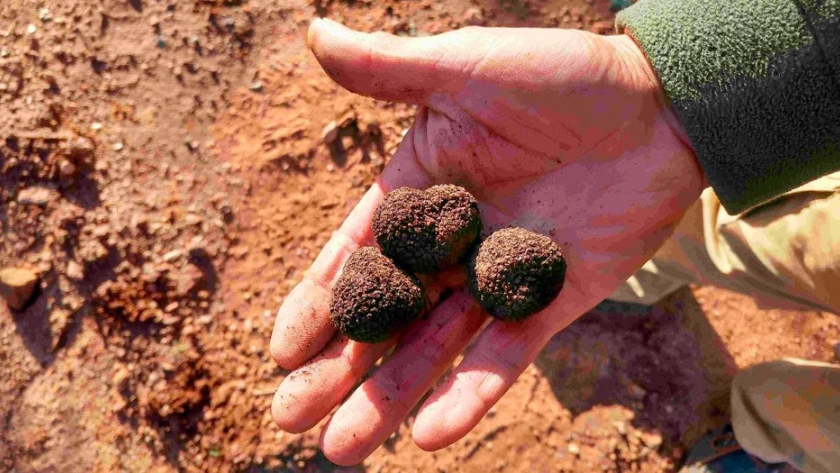 Trufas del Sur: la nueva pasión desde las raíces que se abre camino en el país