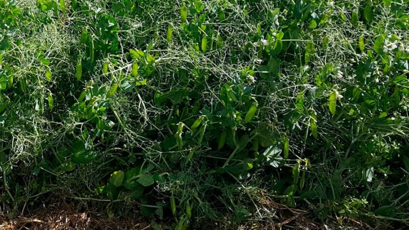 El cultivo de arvejas enfrenta un gran desafío a nivel mundial: ¿Una posibilidad para Argentina?