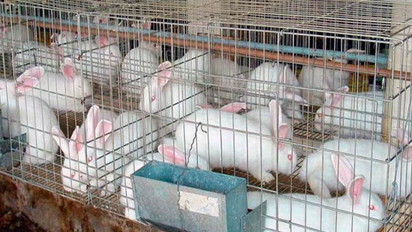 La carne de conejo, una buena opción para adquirir hábitos alimenticios saludables