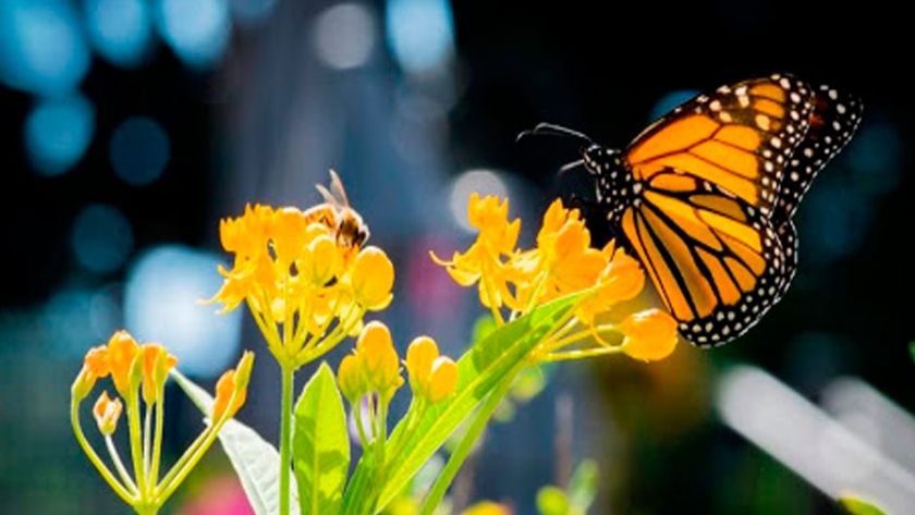 Lanzan app para convertir césped en jardín de flores silvestres