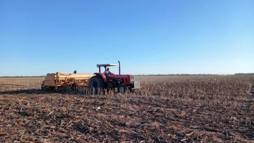 Soja: cuánto rinde se pierde por cambiar la fecha de siembra y cómo se puede atenuar el impacto