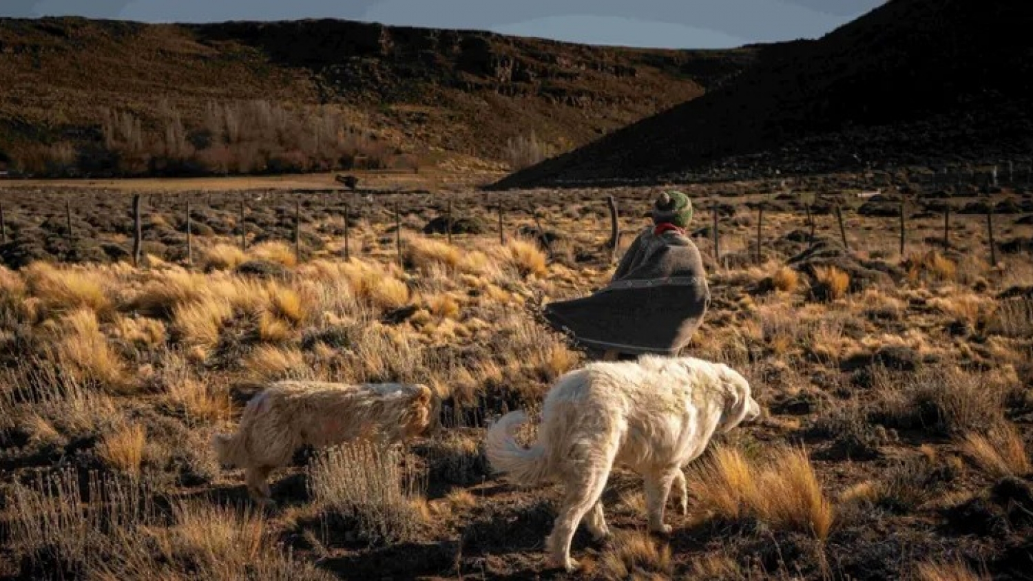 Perros protectores y convivencia: una experiencia en Neuquén logró eliminar los ataques de pumas al ganado
