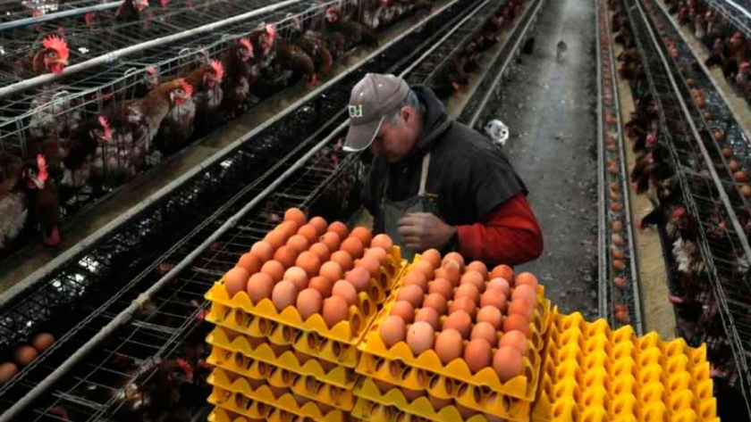 Avicultura: huevos con alta demanda, carne en baja
