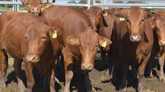 14 de agosto: Jornada a Campo del IPCVA en Oncativo, Córdoba