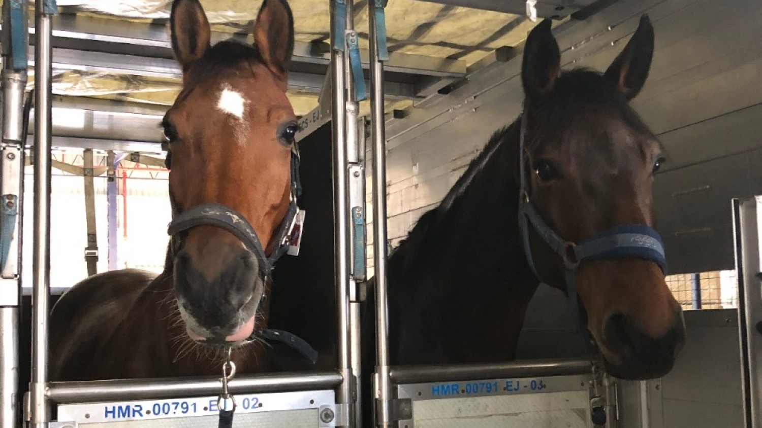 SENASA actualiza las normas sanitarias para el ingreso y aislamiento de equinos importados