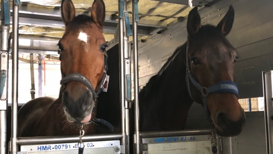 SENASA actualiza las normas sanitarias para el ingreso y aislamiento de equinos importados