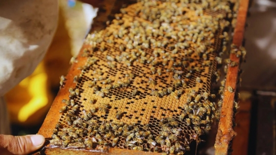 Las abejas contribuyen a la producción de alimentos sostenibles y sustentables