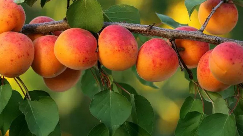 El Ministerio de Producción lanza el Plan de Activación Productiva Frutihortícola