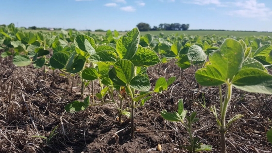 Un estudio de la FAO confirma que los bioinsumos pueden aumentar la rentabilidad y acelerar una agricultura más sustentable