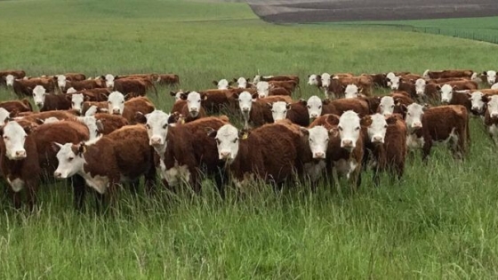 Crece el rechazo rural a Visec Carne y cuestionan al IPCVA por el sistema de trazabilidad para exportar