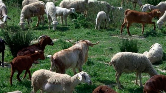 Cómo tratar la mastitis en ovejas y cabras