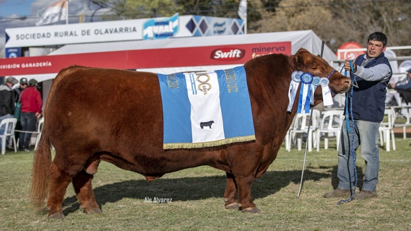 Inambú, el Gran Campeón de la Exposición Angus de Primavera en Olavarría