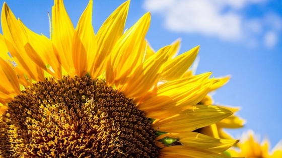 Girasol récord en Argentina: gran cosecha, molienda limitada y perspectivas para la exportación